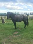 Gelding out of Cowboy